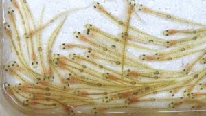 Shirouo no Odorigui: Japan’s Famous “Dancing Ice Goby” Delicacy