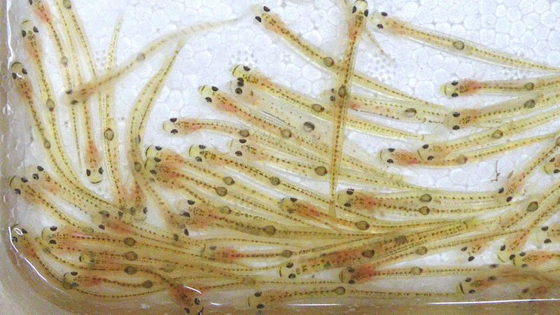 Shirouo no Odorigui: Japan’s Famous “Dancing Ice Goby” Delicacy